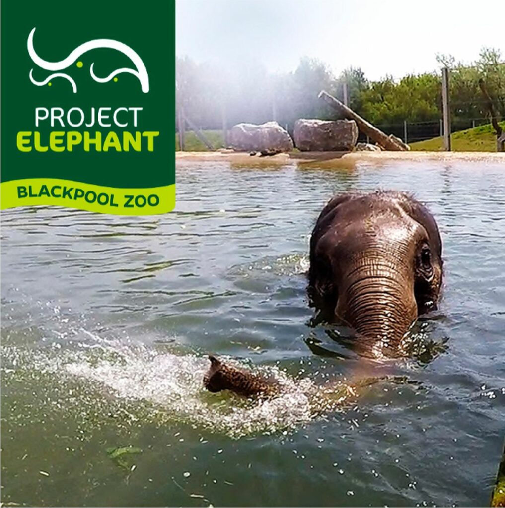 Bobcat Raupenlader überzeugt beim Ausbau des Elefantengeheges im Blackpool-Zoo